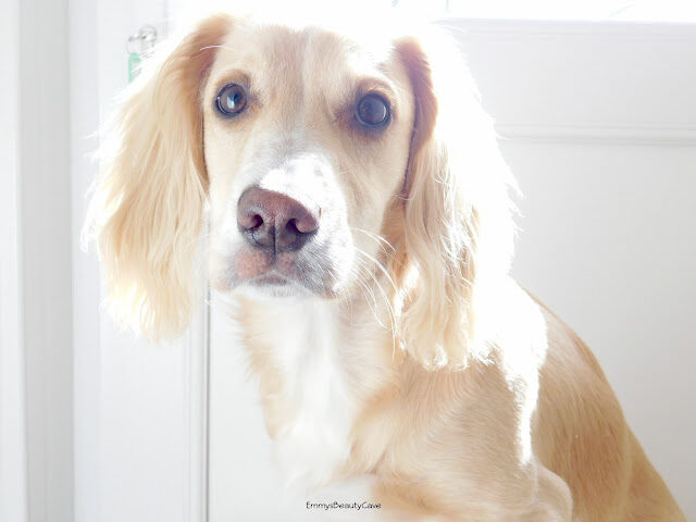 spaniel2bpuppy2bemmysbeautycave-9994039